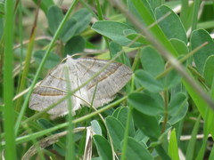 Scotopteryx