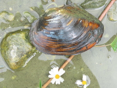 Sinanodonta woodiana