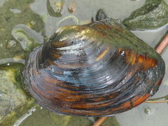 Sinanodonta woodiana