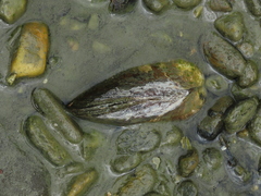 Sinanodonta woodiana