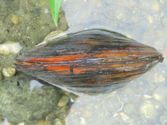 Sinanodonta woodiana