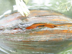 Sinanodonta woodiana