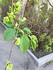 Ulmus