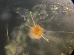 Acanthometron