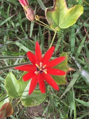 Passiflora manicata