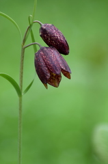 Fritillaria montana