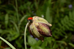 Fritillaria montana