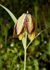 Fritillaria montana