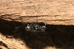 Scaphium immaculatum