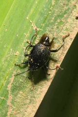 Scaphium immaculatum