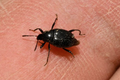 Scaphium immaculatum