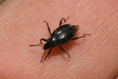 Scaphium immaculatum