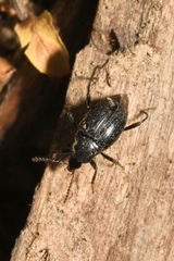 Scaphium immaculatum