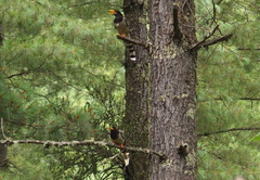 Urocissa flavirostris