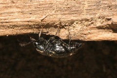 Scaphium immaculatum