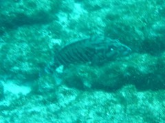 Cephalopholis panamensis