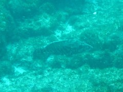 Cephalopholis panamensis