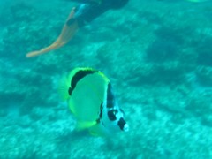 Johnrandallia nigrirostris