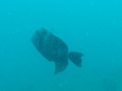 Pseudobalistes naufragium