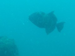 Pseudobalistes naufragium