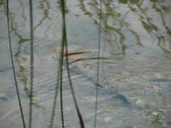 Channa striata