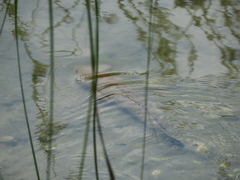 Channa striata