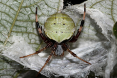 Araneus horizonte