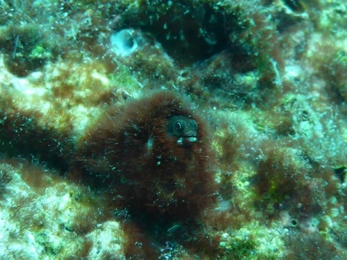 Clubhead Barnacle Blenny