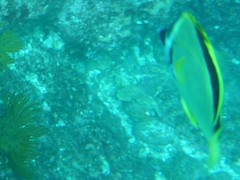 Johnrandallia nigrirostris