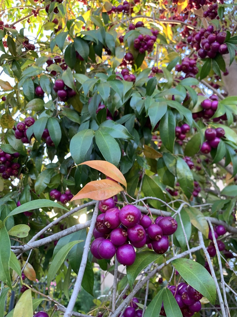 Java Waterberry Waterberries from Charme, Stellenbosch, WC, ZA on May 13, 2021 at 05:03 ...