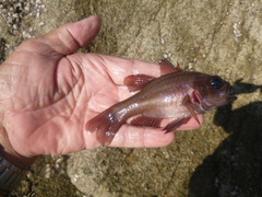 Pale-Striped Cardinalfish photo 2
