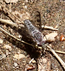 Thevenetimyia tridentata