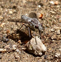 Thevenetimyia tridentata