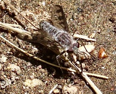 Thevenetimyia tridentata