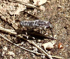 Thevenetimyia tridentata