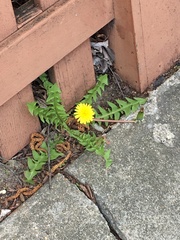 Taraxacum officinale