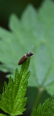 Athous haemorrhoidalis
