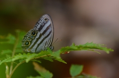Magneuptychia fugitiva
