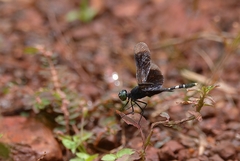 Erythrodiplax attenuata