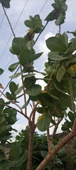 Calotropis procera image