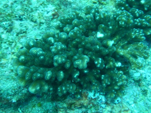 Pocilloporidae
