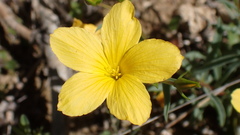 Linum campanulatum