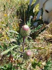 Cirsium quercetorum
