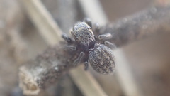 Euophrys