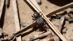 Euophrys
