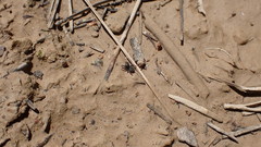 Euophrys