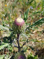 Cirsium quercetorum
