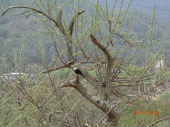 Turdus albocinctus