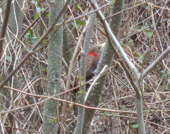 Blythipicus pyrrhotis