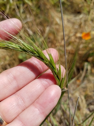 Image of Elymus multisetus by (c) D Defreese, some rights reserved (CC BY)